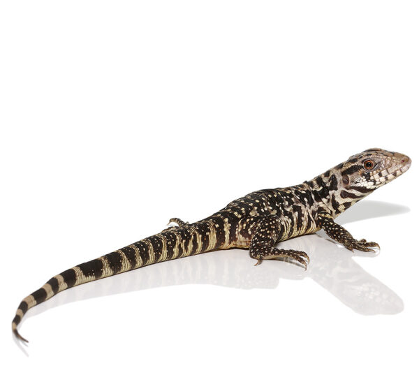 B Grade Yearling Black Flame Tegu For Sale