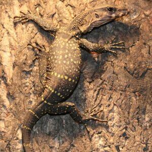 Black Roughneck Monitor for Sale