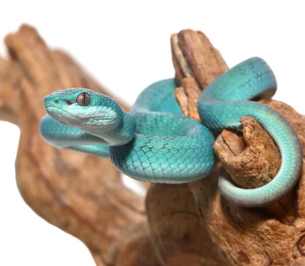 Blue Komodo Island Pit Viper For Sale