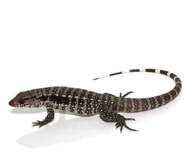 Blue Tegu For Sale