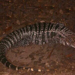 Breeding Argentine Black And White Tegu For Sale