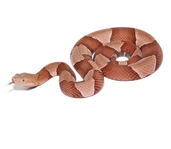 Broad Banded Copperhead Snake For Sale