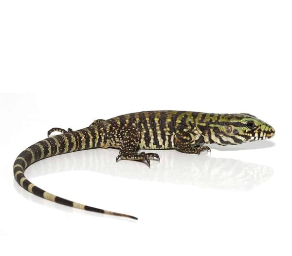 Bruiser Tegu For Sale
