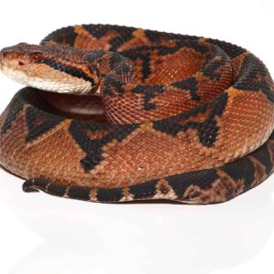 Bushmaster For Sale