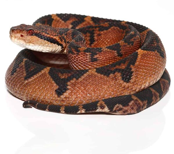 Bushmaster For Sale