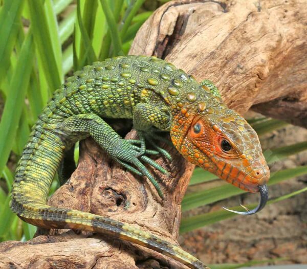Caiman Lizard For Sale
