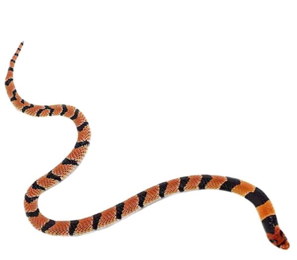 Cape Coral Cobra For Sale