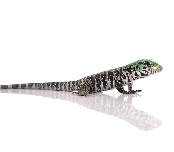 Chacoan White Headed Tegu For Sale