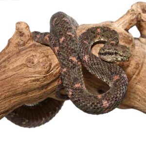 Christmas Tree Eyelash Viper For Sale