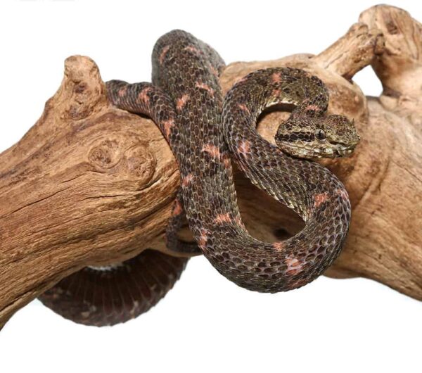Christmas Tree Eyelash Viper For Sale