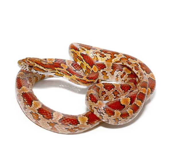Classic Cornsnake for Sale