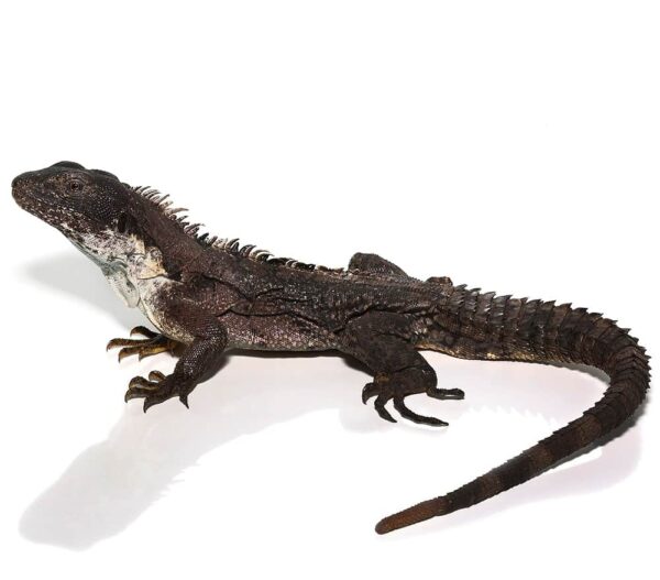 Clubtail Iguana for Sale