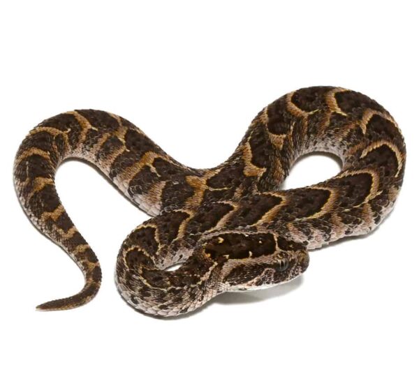 Congo Puff Adder For Sale