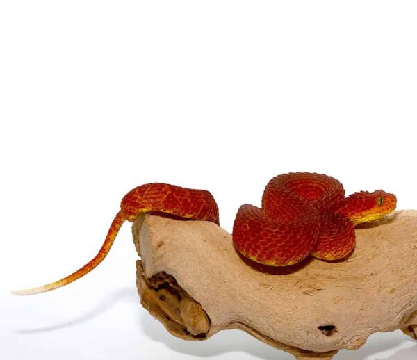 Crimson Red Squamigera Bush Viper For Sale