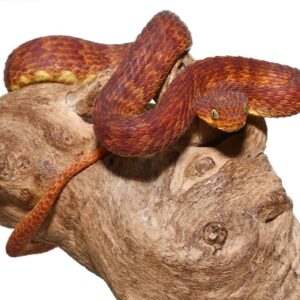 Dark Red Squamigera Bush Viper For Sale