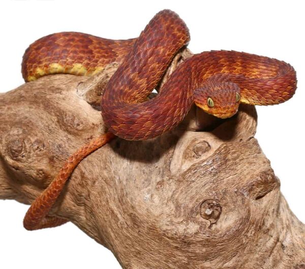 Dark Red Squamigera Bush Viper For Sale