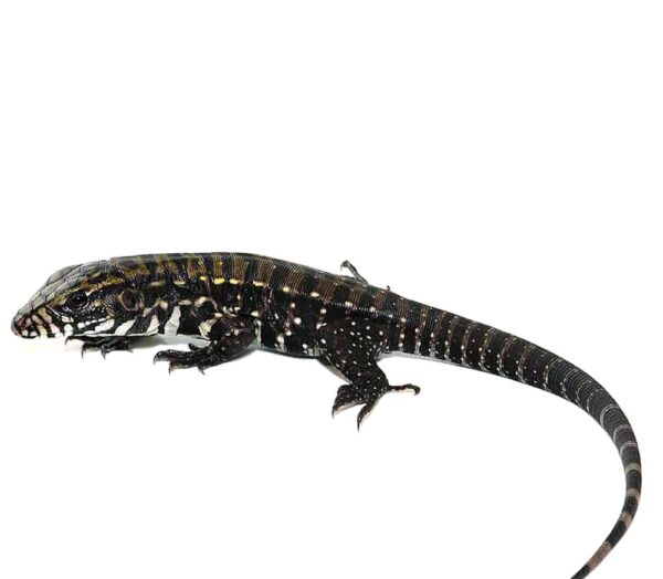 Deep Purple Tegu For Sale