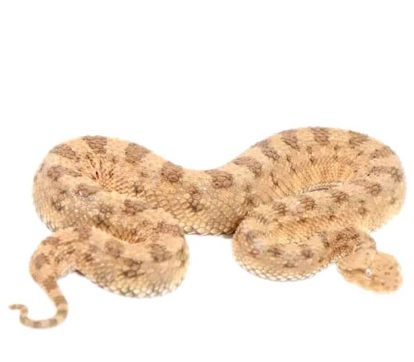 Desert Horned Viper For Sale
