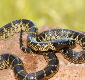 Desert King Snake for Sale