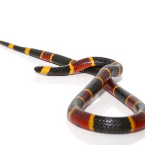 Eastern Coral Snake For Sale