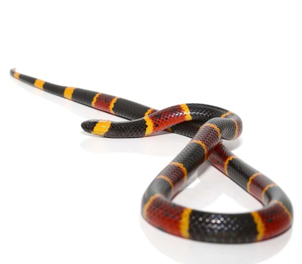 Eastern Coral Snake For Sale