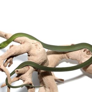 Eastern Green Mamba For Sale