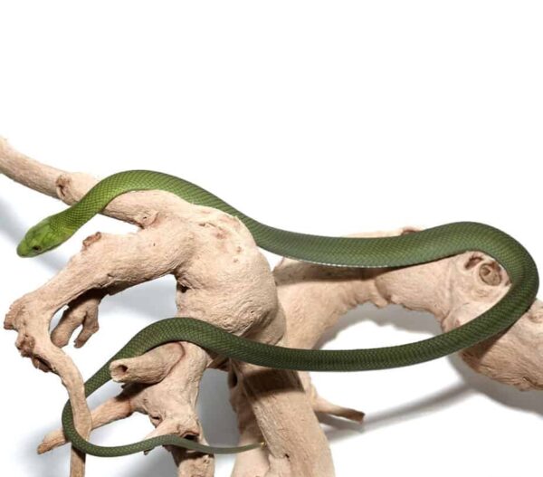 Eastern Green Mamba For Sale