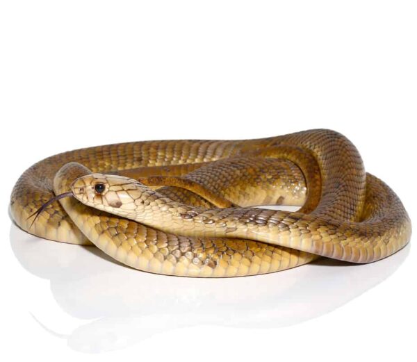 Egyptian Cobra For Sale
