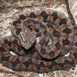 Elegant Pit Viper For Sale