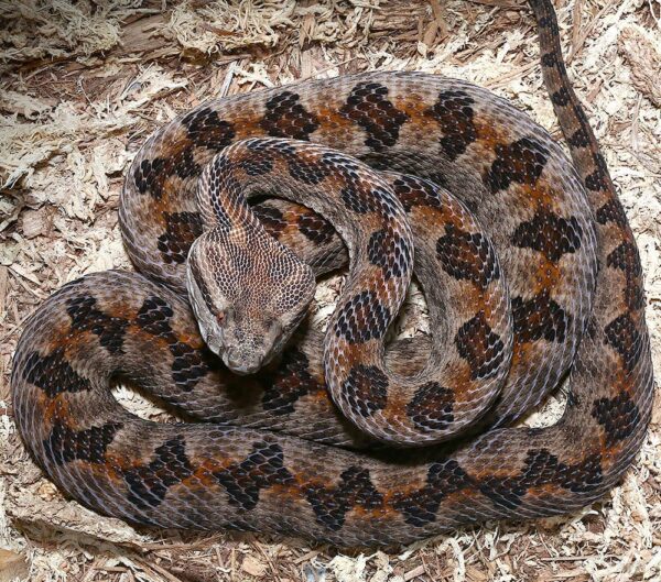 Elegant Pit Viper For Sale