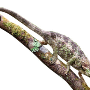 Elephant Eared Chameleon for Sale