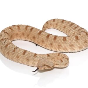 Fields Horned Viper For Sale