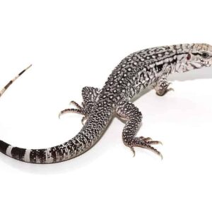 Ghost Tegu For Sale