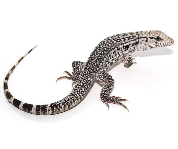 Ghost Tegu For Sale