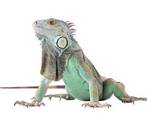 Green Iguana for Sale