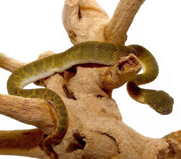 Green Squamigera Bush Viper For Sale