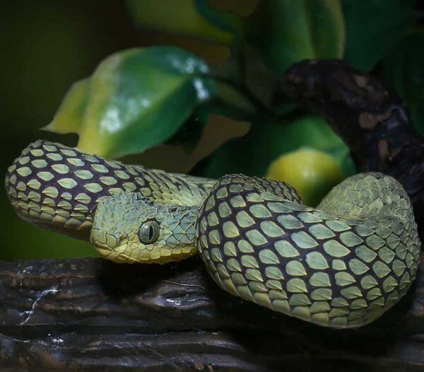 Green Squamigera Bush Viper For Sale