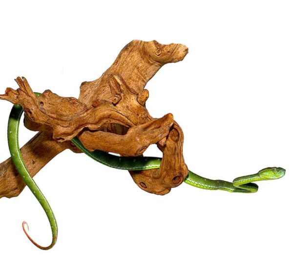 Hagenis Pit Viper For Sale For Sale