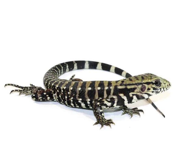 Ice Tegu 100 % Het Albino For Sale