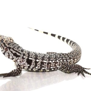 Ice Tegu For Sale