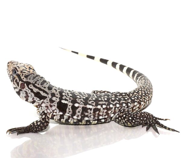 Ice Tegu For Sale