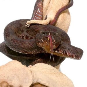 Javan Flat Nose Pit Viper For Sale