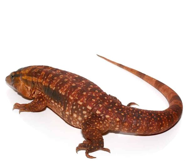 Juvenile Argentine Red Tegu For Sale