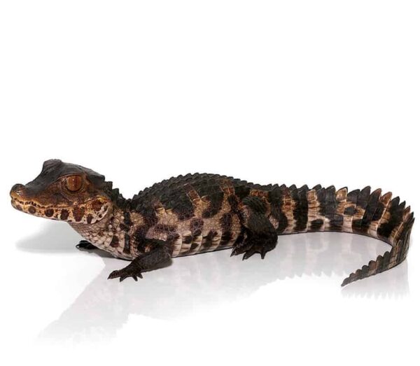 Juvenile Dwarf Caiman For Sale