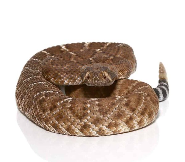 Juvenile Red Rattlesnake For Sale