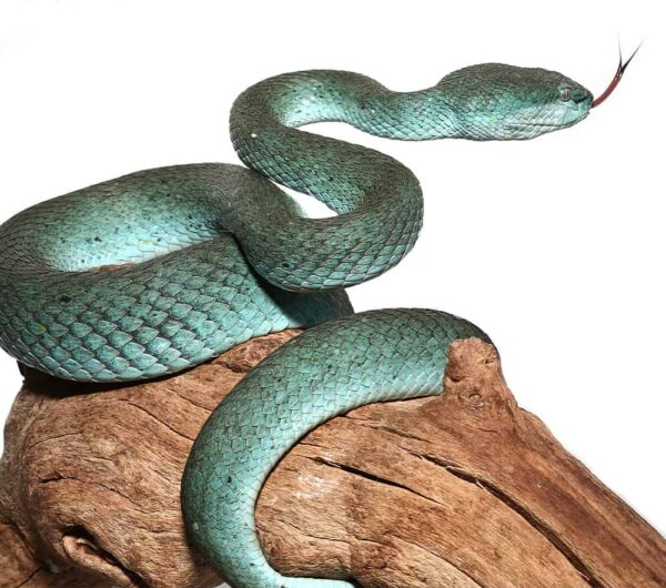Komodo Island Pit Viper Proven Breeder For Sale