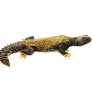 Mali Uromastyx for Sale
