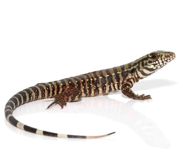 ‘Merica Tegu For Sale