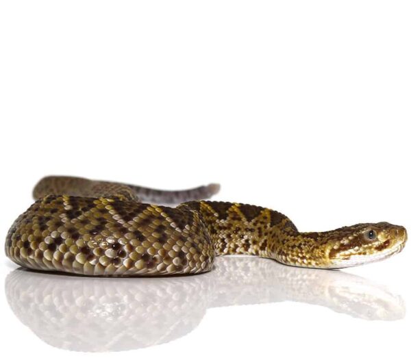 Mexican West Coast Rattlesnake For Sale