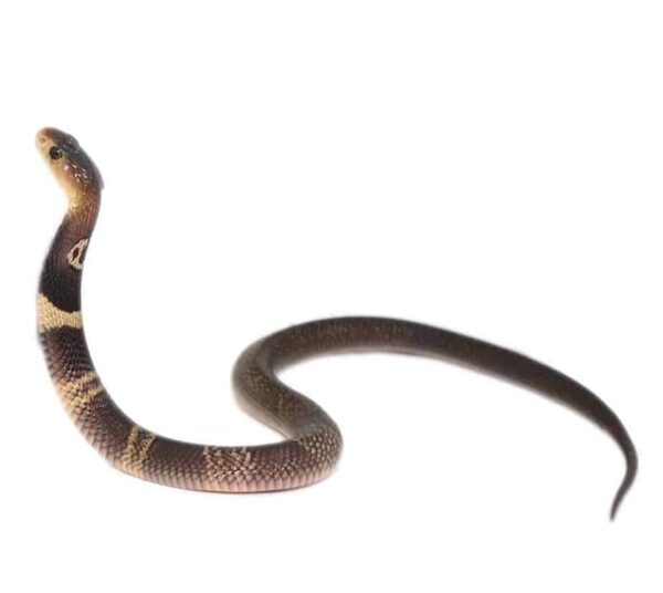 Monocled Cobra Double Het Albino Suphan For Sale